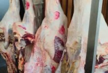 Photo of زراعة عين شمس تطرح لحوم عجول بقرى فاخره بأسعار منخفضه لمنتسبى الجامعه