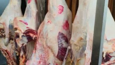 Photo of زراعة عين شمس تطرح لحوم عجول بقرى فاخره بأسعار منخفضه لمنتسبى الجامعه