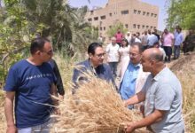 Photo of د.محمد سامي عبد الصادق يتابع موسم حصاد القمح ويتفقد حقول الخضر والفاكهة وحظائر الماشية والصوب الزراعية بمحطة بحوث كلية الزراعه